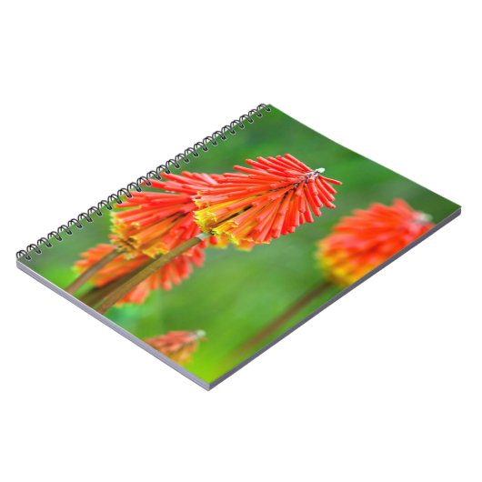 Torch Lily (Kniphofia Uvaria), Western Kap Notizblock (Linke Seite)