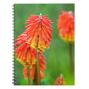 Torch Lily (Kniphofia Uvaria), Western Kap Notizblock