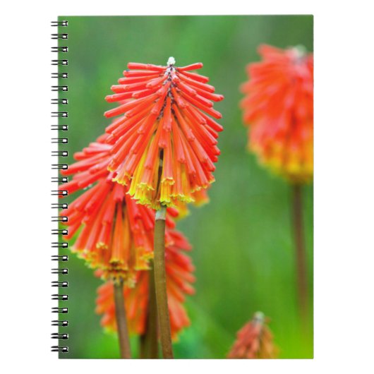 Torch Lily (Kniphofia Uvaria), Western Kap Notizblock (Vorderseite)