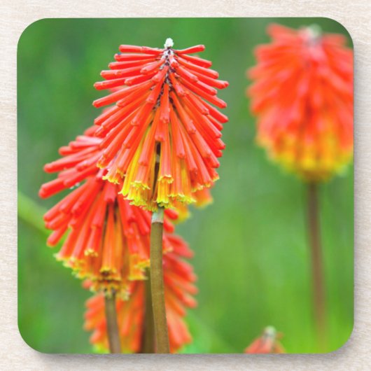 Torch Lily (Kniphofia Uvaria), Western Kap Untersetzer (Vorderseite)