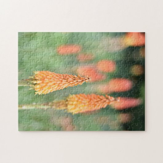 Torch Lily Red Hot Poker Blume Naturfotografie Puzzle (Horizontal)