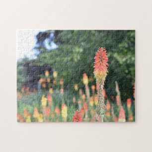 Torch Lily Red Hot Poker Blume Naturfotografie Puzzle