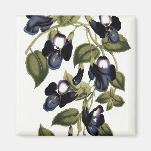 Torenia asiatica pulcherrima magnet