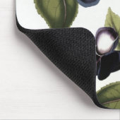Torenia asiatica pulcherrima mousepad (Ecke)