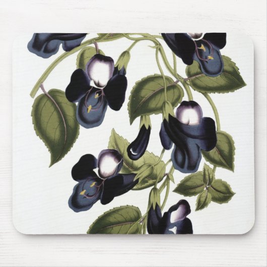 Torenia asiatica pulcherrima mousepad (Vorne)