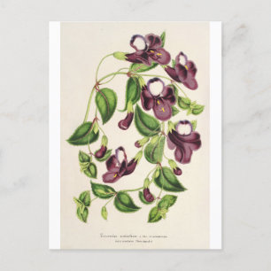 Torenia Asiatica von Charles Antoine Lemaire Postkarte
