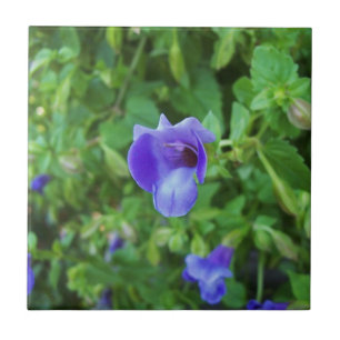 Torenia Fliese