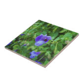Torenia Fliese (Seite)