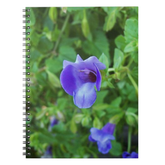 Torenia Notizblock (Vorderseite)