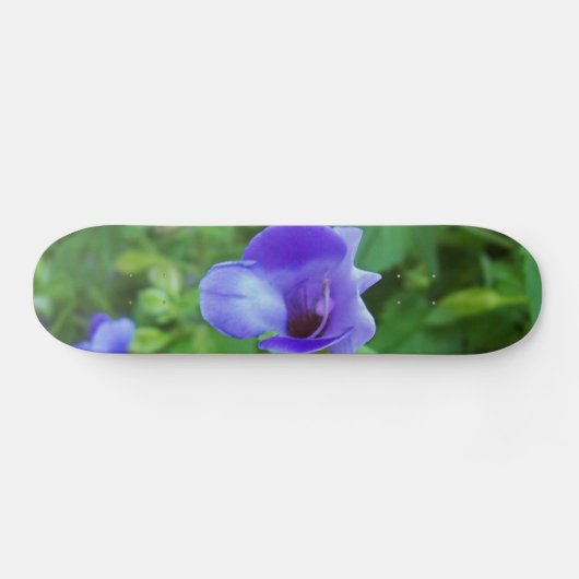Torenia Skateboard (Horizontal)