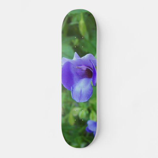 Torenia Skateboard (Vorderseite)