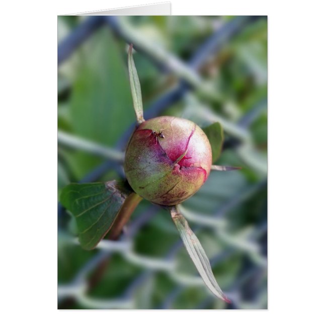 Torfknospe (Vorne)