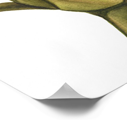 Torfknospe Poster (Ecke)