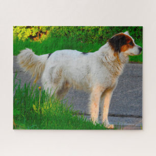 Tornjak Dog Jigsaws. Puzzle