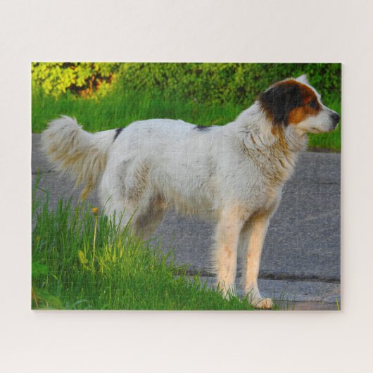 Tornjak Dog Jigsaws. Puzzle (Horizontal)