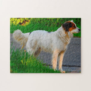 Tornjak-Hunde-Puzzles. Puzzle