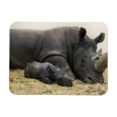 Toronto Zoo Baby-Rhino Magnet (Horizontal)