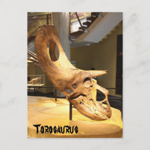 Torosaurus Postkarte
