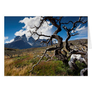 Torres del Paine Nationalpark, durch Feuer beschäd