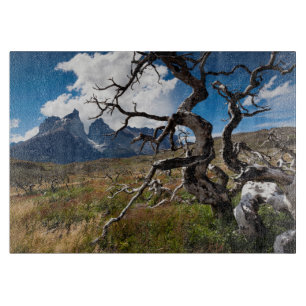 Torres del Paine Nationalpark, Feuer beschädigte  Schneidebrett