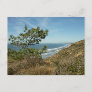 Torrey Pine and California Coastline Landscape Postkarte