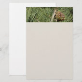 Torrey Pine Closeup California Botanical Briefpapier (Vorne/Hinten)