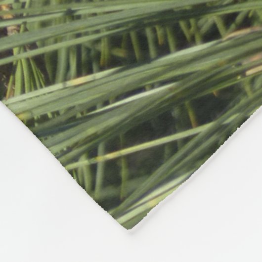 Torrey Pine Closeup California Botanical Fleecedecke (Ecke)
