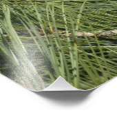 Torrey Pine Closeup California Botanical Fotodruck (Ecke)