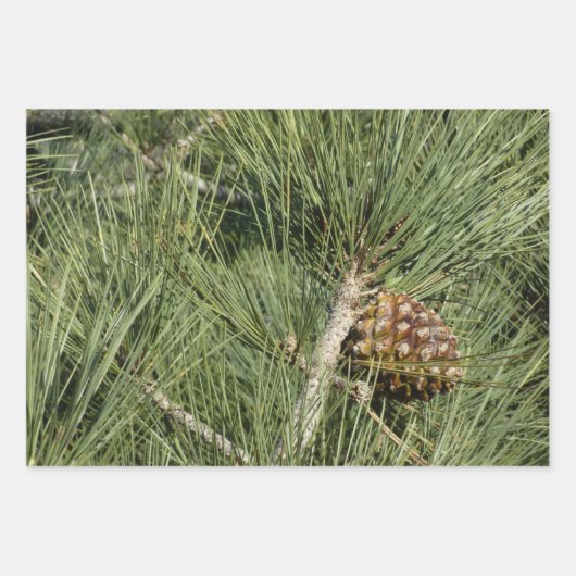 Torrey Pine Closeup California Botanical Geschenkpapier Set (Vorderseite)