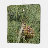 Torrey Pine Closeup California Botanical Keramikornament (Links)