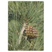 Torrey Pine Closeup California Botanical Klemmbrett (Rückseite)