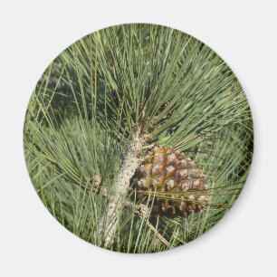 Torrey Pine Closeup California Botanical Magnet