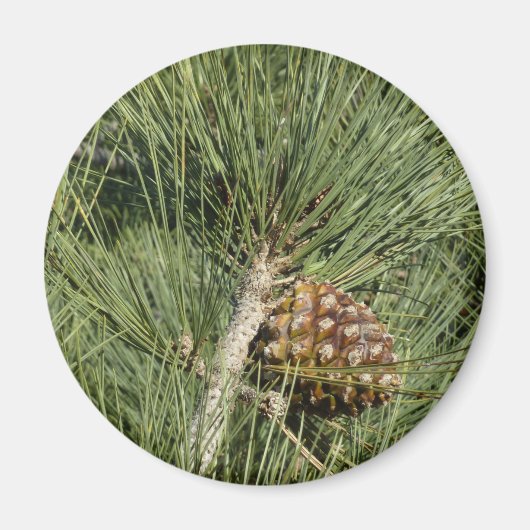 Torrey Pine Closeup California Botanical Magnet (Vorne)