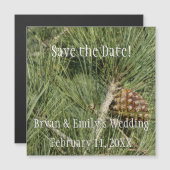 Torrey Pine Closeup California Botanical Magnetkarte (Vorne/Hinten)