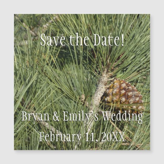 Torrey Pine Closeup California Botanical Magnetkarte (Vorderseite)