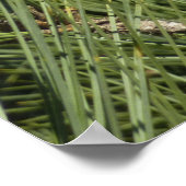 Torrey Pine Closeup California Botanical Poster (Ecke)