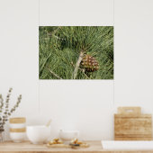 Torrey Pine Closeup California Botanical Poster (Küche)