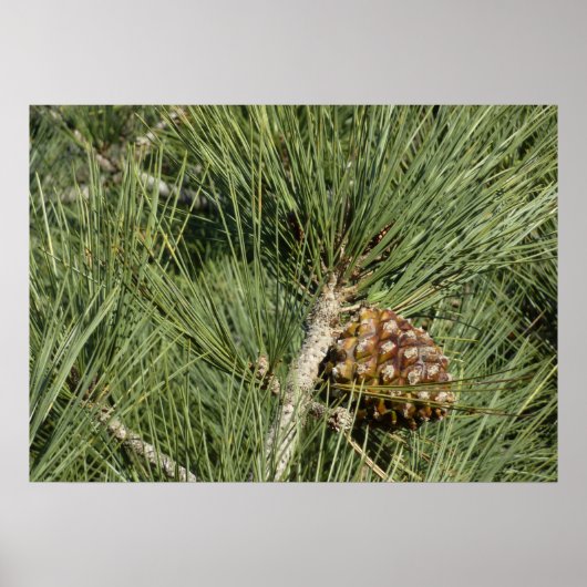Torrey Pine Closeup California Botanical Poster (Vorne)