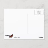 Torrey Pine Closeup California Botanical Postkarte (Rückseite)