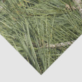 Torrey Pine Closeup California Botanical Seidenpapier (Ausschnitt)