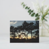 Torrey Pine Sunset II Kalifornien Landschaft Postkarte (Stehend Vorderseite)