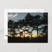 Torrey Pine Sunset II Kalifornien Landschaft Postkarte (Vorne/Hinten)