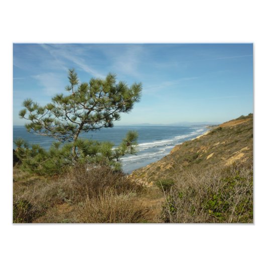 Torrey Pine und California Coastline Landschaft Fotodruck (Vorne)
