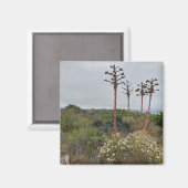 Torrey Pines Tree Clusers in San Diego Foto Magnet (Vorderseite/Rückseite)