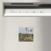 Torrey Pines Tree Clusers in San Diego Foto Magnet (In Situ (Geschirrspüler))