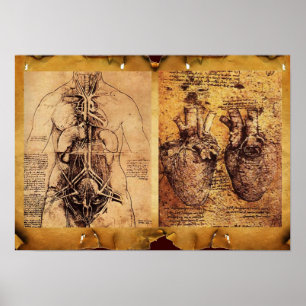 Torso/Herz der Frau und ihre Blutgefäße Poster