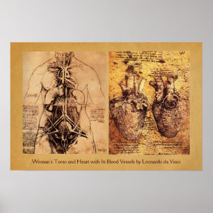 Torso/Herz der Frau und ihre Blutgefäße Poster