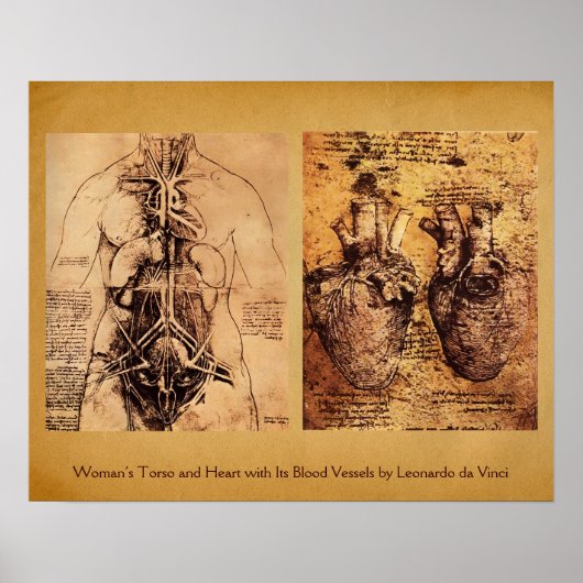 Torso/Herz der Frau und ihre Blutgefäße Poster (Vorne)