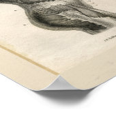 Torso Muskeln Vintag Anatomie Druck Poster (Ecke)