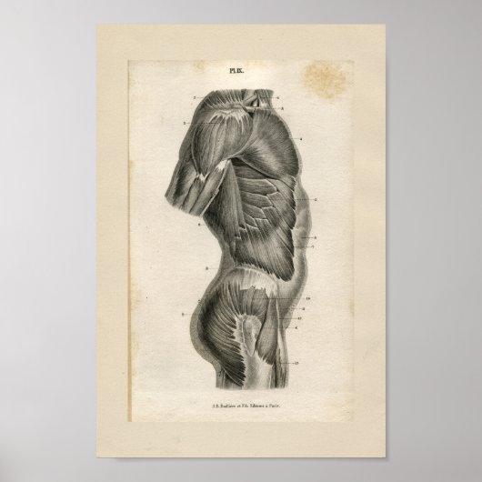 Torso Muskeln Vintag Anatomie Druck Poster (Vorne)
